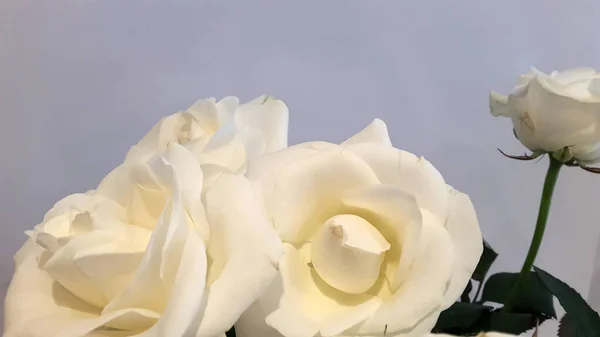 Biała Róża Bukiet Białych Róż Kontekst Karty Okolicznościowej — Zdjęcie stockowe