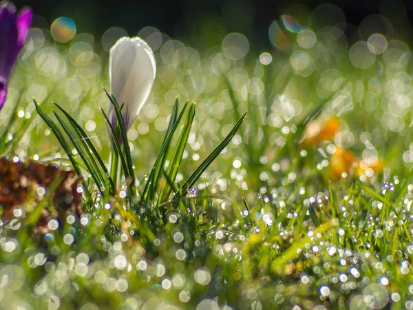 Šafrán Květiny Rosou Rosy Pokryté Trávě — Stock fotografie