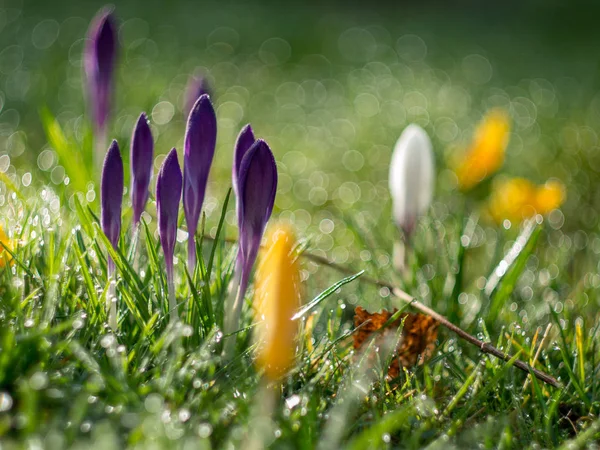 Kvetoucí Květy Travnaté Trávě Pokryté Kapky Rosy — Stock fotografie