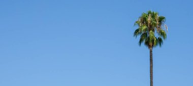 masmavi gökyüzünde yalnız palmiye ağacı