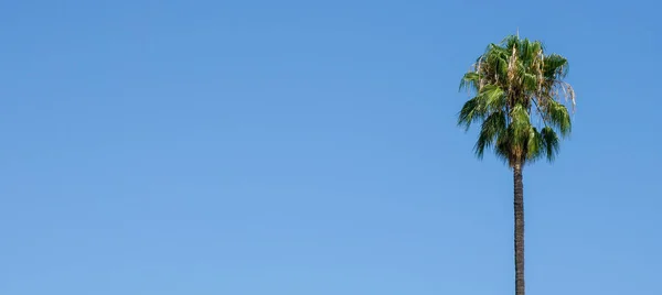 masmavi gökyüzünde yalnız palmiye ağacı