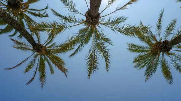 masmavi bir gökyüzü palmiye ağaçlarında