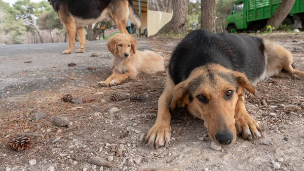 sokak köpekleri steeds Zakynthos, Yunanistan