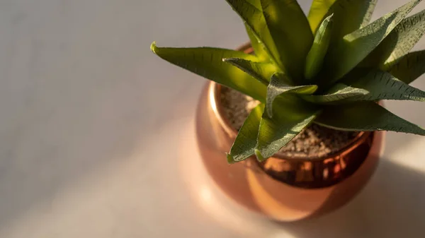 Planta Suculenta Uma Panela Cobre — Fotografia de Stock