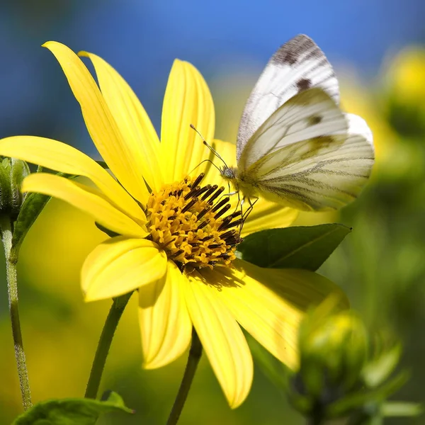 Butterfly Blooming Yellow Flower Sunshine — Stock Photo, Image