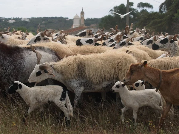koyun sürüsü Algarve, Portekiz içinde hareket