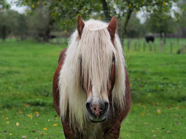 portrait of a long mane horse in a meadow
