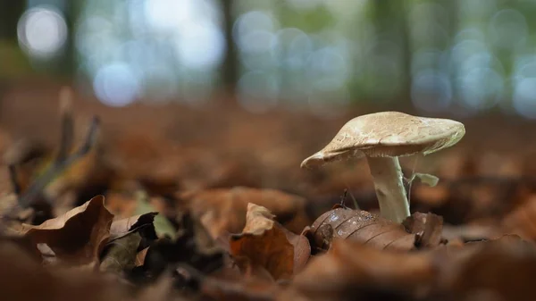 sonbahar yaprakları orman denizinde mantar