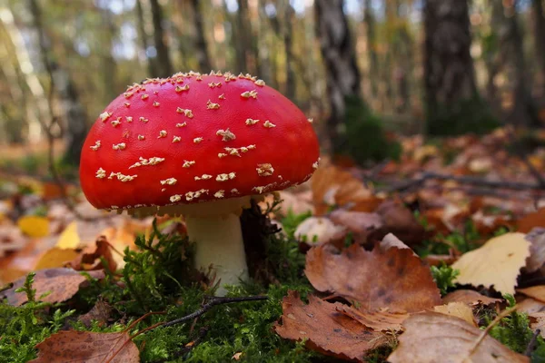Benekli sinek agaric mantar deniz sonbahar yaprakları