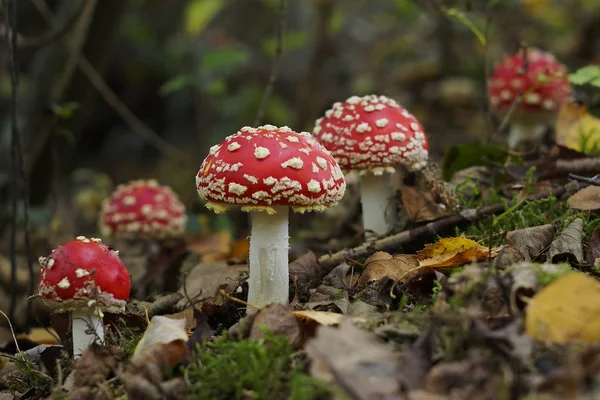 sinek agaric mantar aile sonbahar sırasında ormanda