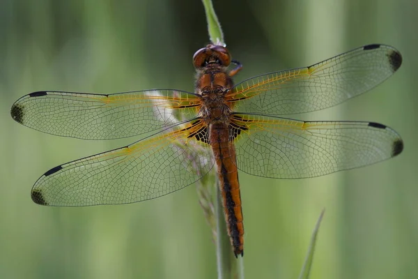 bir çim sapı üzerinde yayılmış kanatları ile dragonlfy
