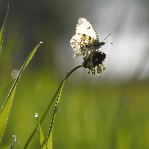 Mariposa Sobre Capullo Flores — Foto de Stock