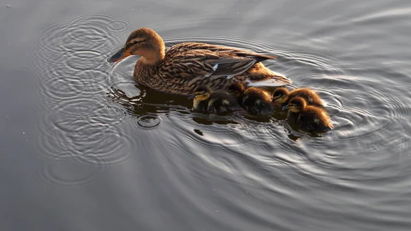 mother duck and duckling on the water