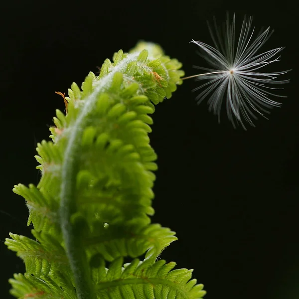 tek karahindiba tohumu unfolding fern yaprak üzerinde