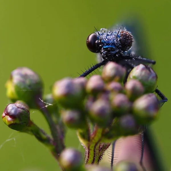 makro çekim bir yusufçuk gözünde Çiy damlaları kaplı