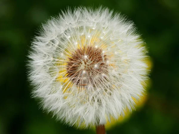 sarı bir çiçek önünde karahindiba tohumu baş