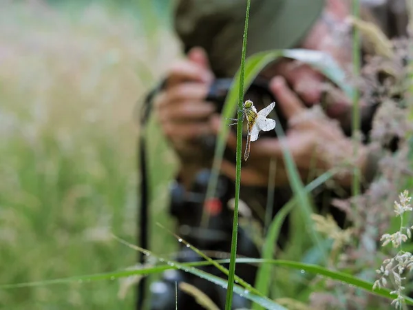 bir yusufçuk bir ot sapı fotoğrafını doğa fotoğrafçısı