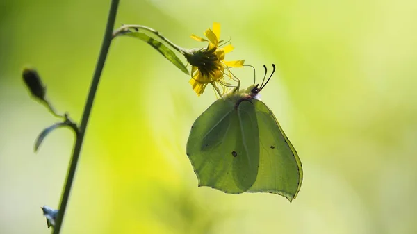 Brimstone Butterfly Yellow Flower — Stock Photo, Image