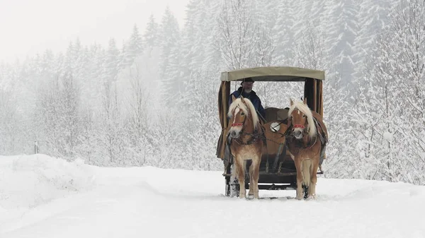karlı bir ormandaki at arabası