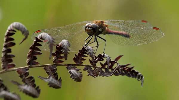 fern yaprağına dinlenme yusufçuk