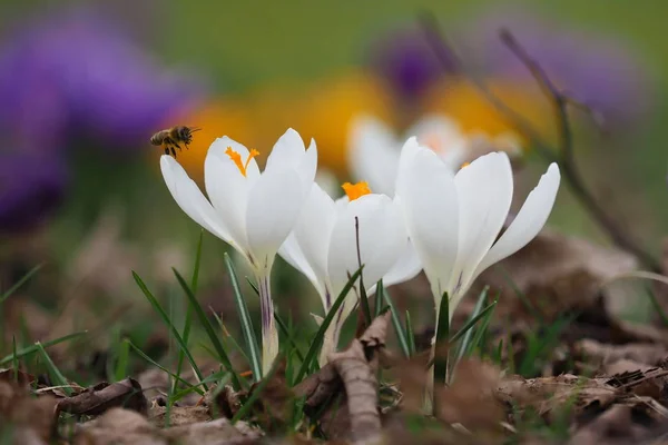 Včela Letu Kvetoucí Květiny Při Hledání Pylu — Stock fotografie