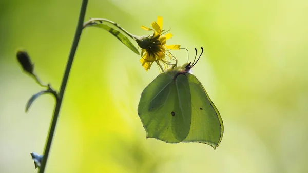 Motýl Žluťásek Žlutý Květ Stock Fotografie