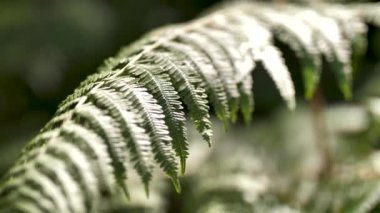 Fern yaprak rüzgarda hareketli ormanda