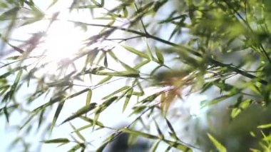 bambu yaprakları parlayan güneş