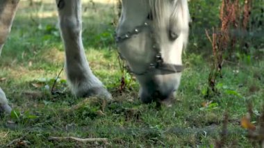 bir çayır otlatma at