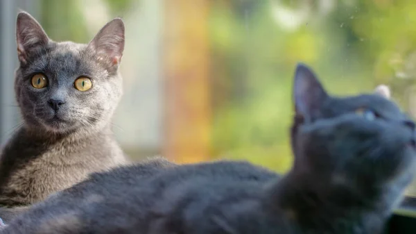 bir pencerede gri kedi yavruları