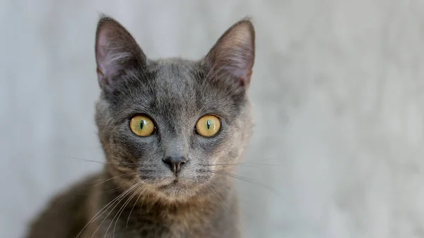 Portret Van Een Grijs Kitten Zoek Naar Lens — Stockfoto