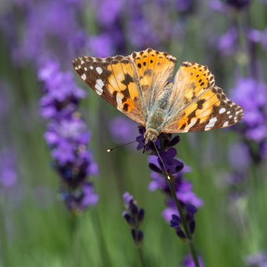 kelebek yaz aylarında açan lavanta çiçekleri üzerinde oturan
