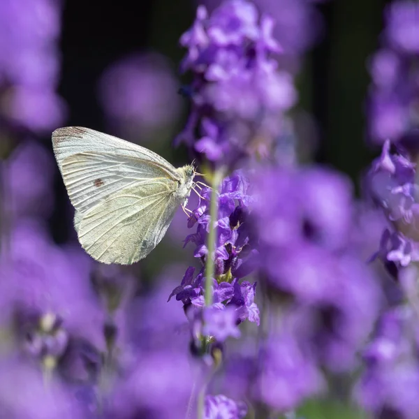 pieris rapae lahana kelebek yaz aylarında lavanta çiçek lenme