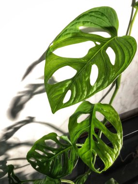 Canavarımsı bir bitkinin yaprakları