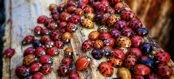 uğur böceği demet ahşap bir kütük üzerinde birlikte asker