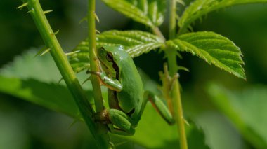 Dikenli çalılarda asılı ağaç kurbağası