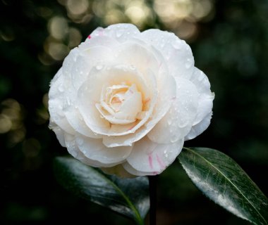 Çiylerle kaplı kamelya çiçekleri.