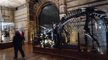 Londra, Ingiltere-Circa Haziran 2019: Londra Doğal Tarih Müzesi içinde dinozor iskeletleri.