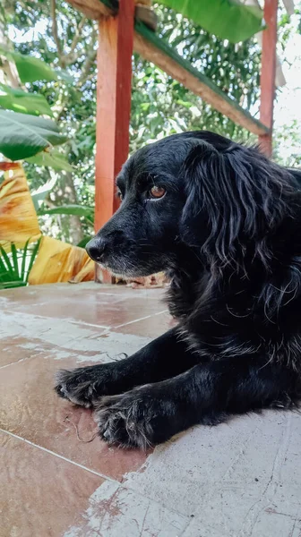 コロンビアのビレッタ Circa 2020年2月 コロンビアのクディンマルカ県の山の中のフィンカのかわいい黒い野良犬 — ストック写真