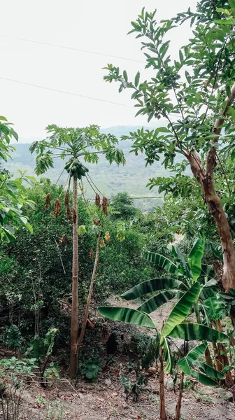 Circa 2020年2月1日至2月1日 哥伦比亚昆迪纳马卡省芬卡山的木瓜果树果园 — 图库照片