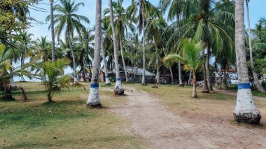 RINCON DEL MAR, COLOMBIA - CRCA FEBRUARY 2020: Karayip Denizi 'ndeki San Bernardo Takımadası' ndaki uzun palmiye ağaçları arasındaki patika.