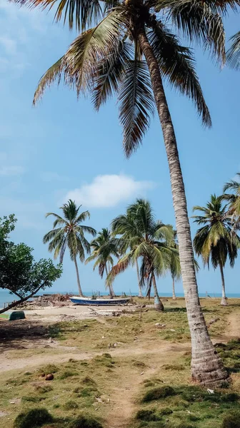 Rincon Del Mar Colombia Circa Febrero 2020 Sendero Entre Palmeras —  Fotos de Stock