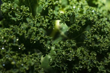 Kale ile çiğ, makro.