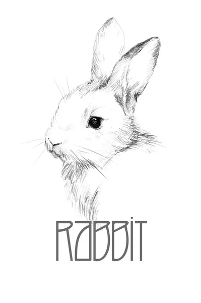 Sketch of a rabbit small furry pet pencil sketch 6  Stock Image   Everypixel