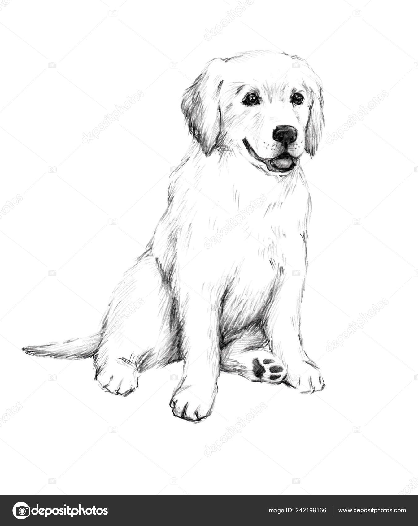 Drawings Cute Little Puppy Animal Sketch Pencil Drawing