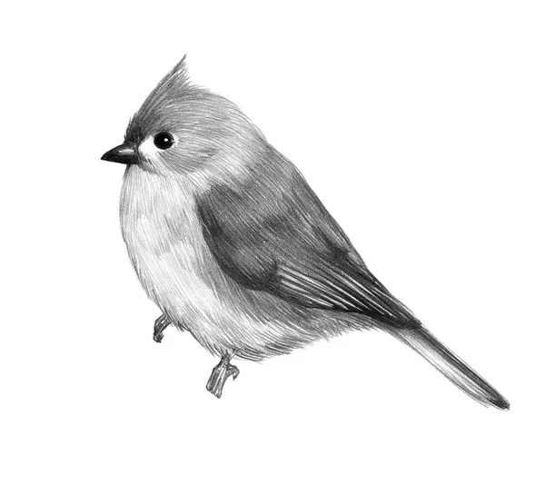 Bird on sale pencil sketch