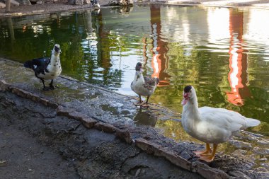 Bir su birikintisi veya bokeh arka plan ile göl yanındaki ördek stand