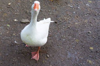 parkta yaşayan büyük beyaz ördek