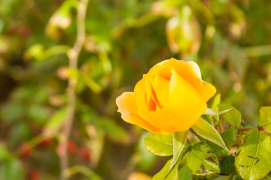 yabani gül çay rose HIPS