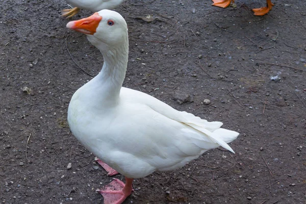 Pato Branco Grande Que Vive Parque — Fotografia de Stock